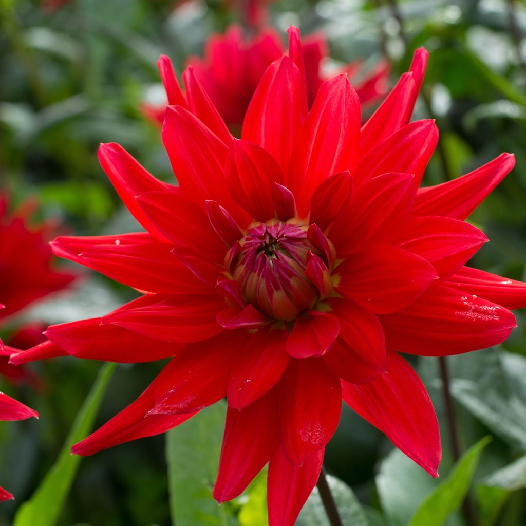 Dahlia Red Majorette - cactusdahlia
