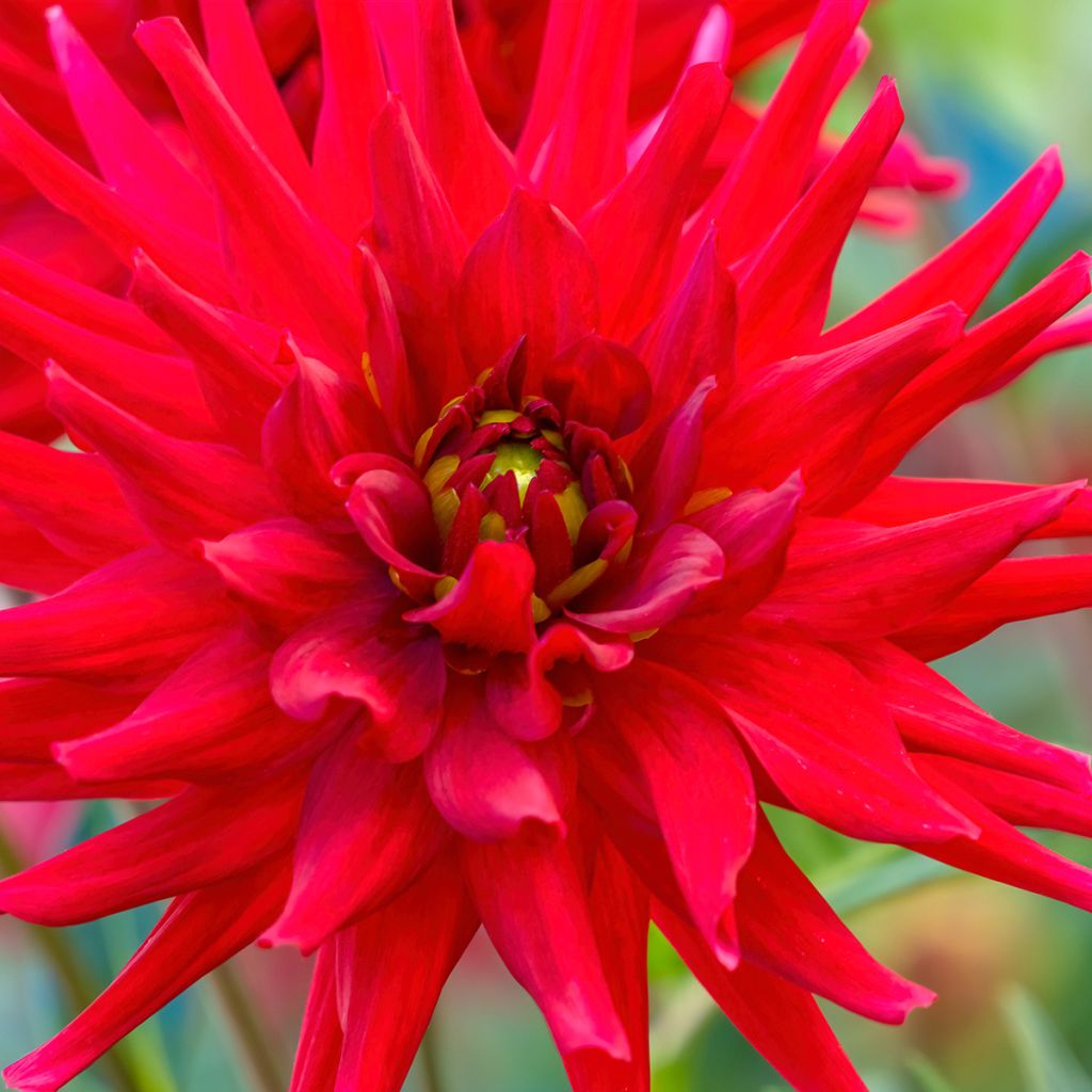 Dahlia Red Majorette - cactusdahlia