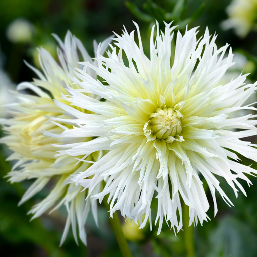 Dahlia Ice Crystal - cactusdahlia