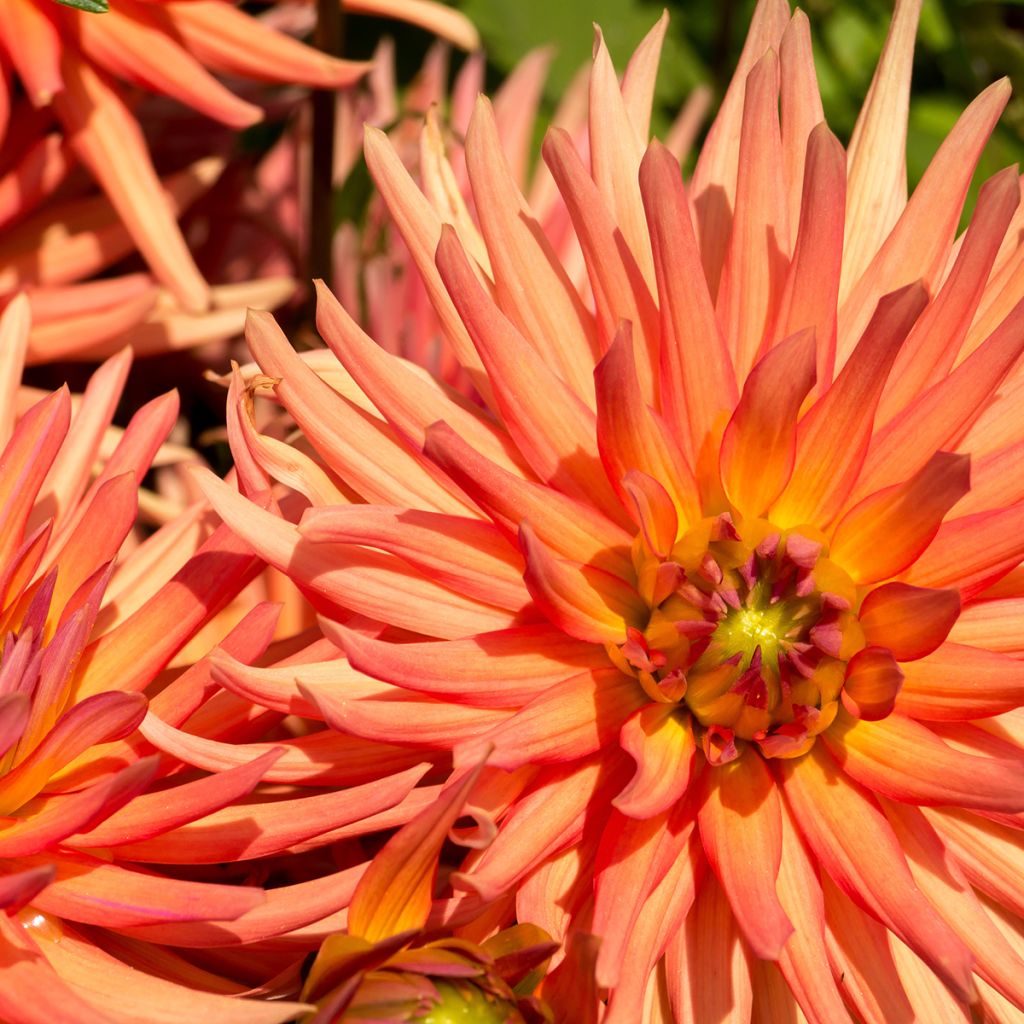 Dahlia Park Record - cactusdahlia