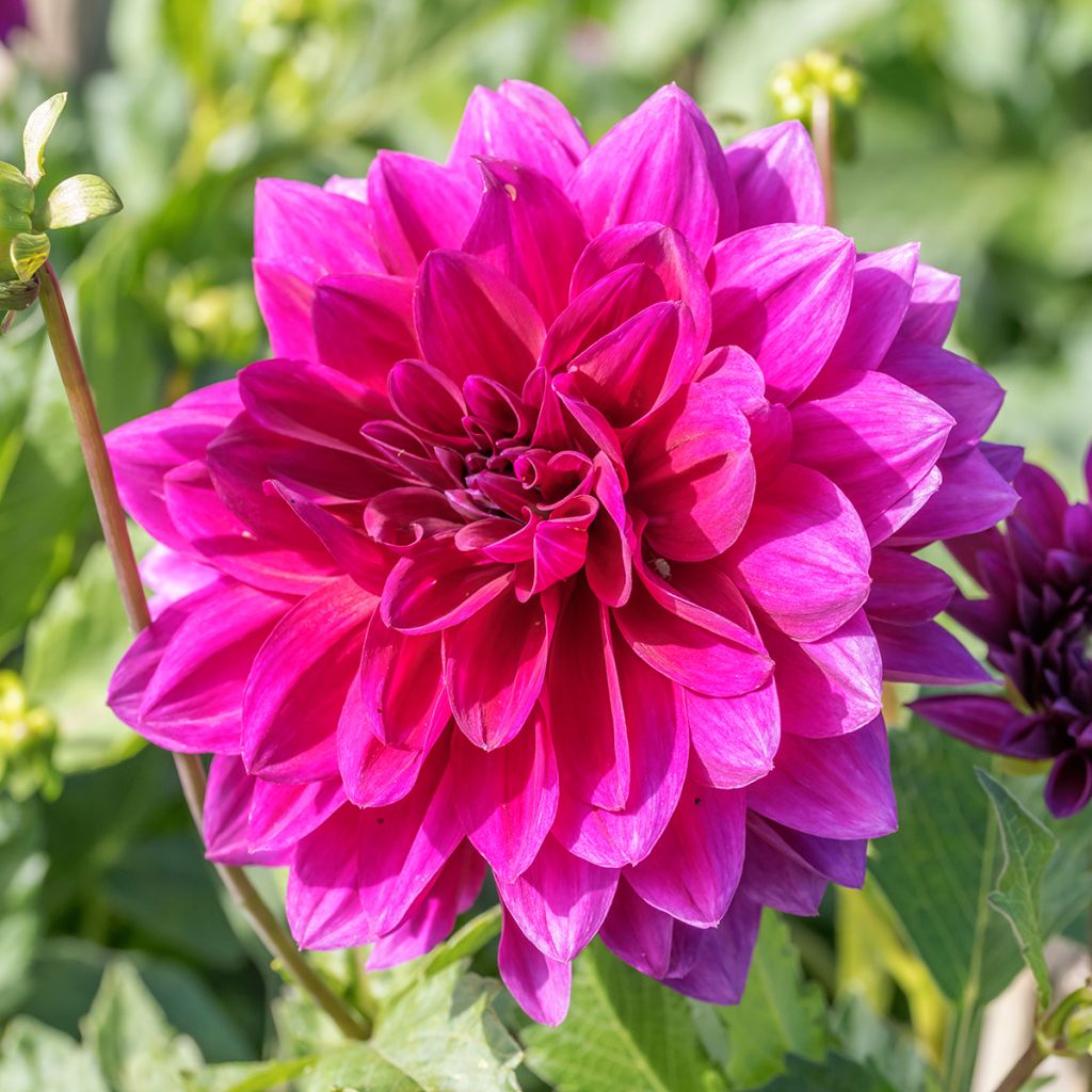 Dahlia Berner Oberland - waterleliedahlia