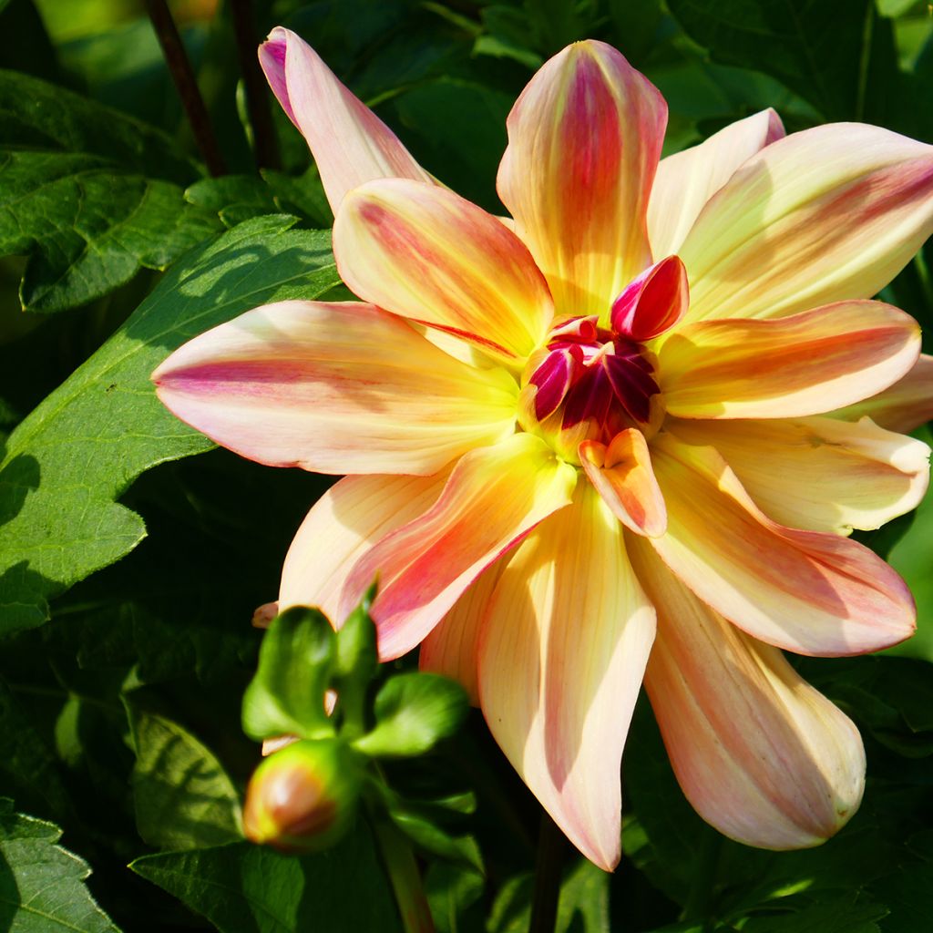 Dahlia Happy Butterfly - Waterleliedahlia