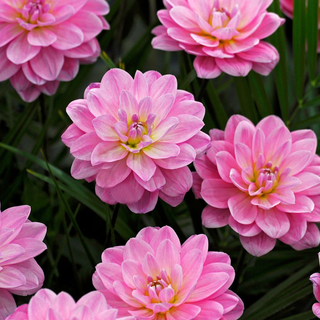 Dahlia Onesta - Waterleliedahlia