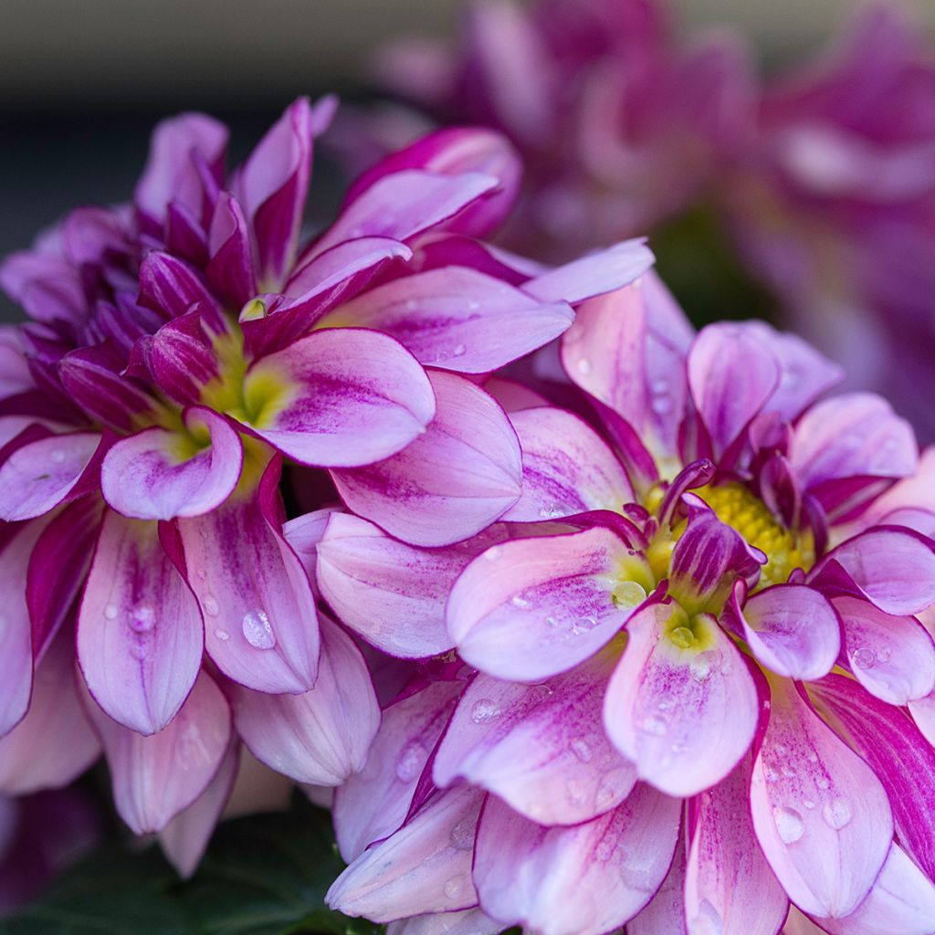 Dahlia Seduction - Waterleliedahlia