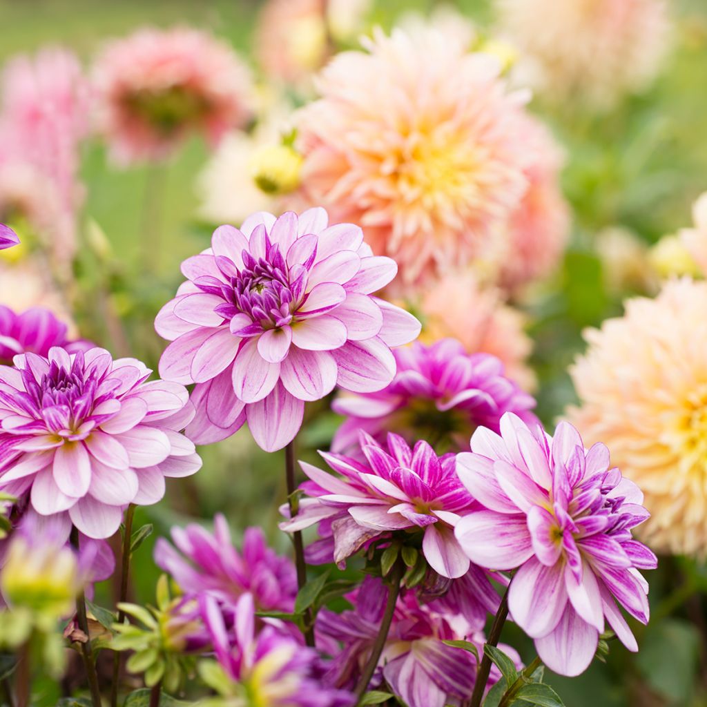 Dahlia Seduction - Waterleliedahlia