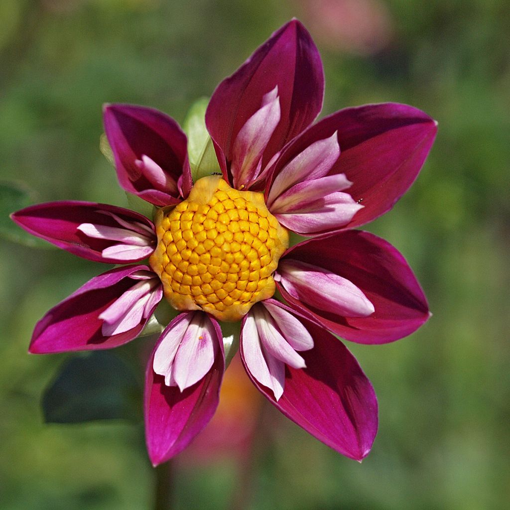 Dahlia Bumble Rumble - collerettedahlia