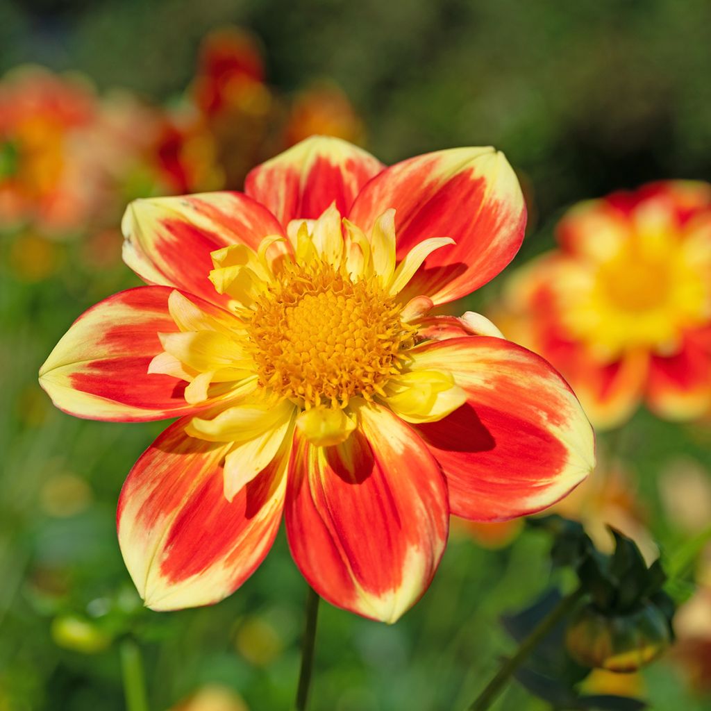 Dahlia Pooh - halskraagdahlia