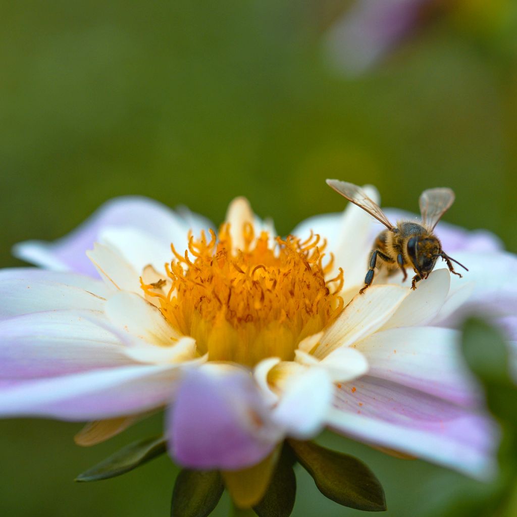Dahlia Teesbrooke Audrey - halskraagdahlia