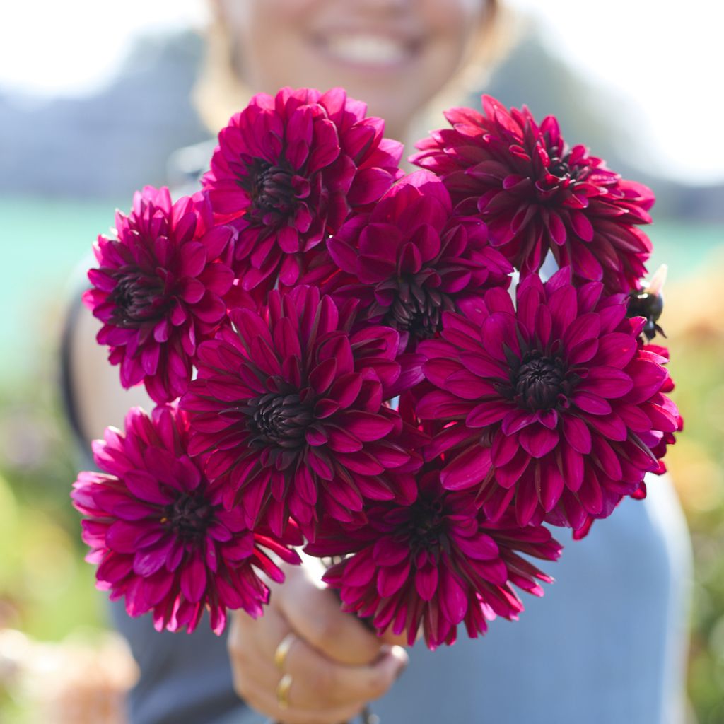 Dahlia décoratif Jennifer Mary Ellen