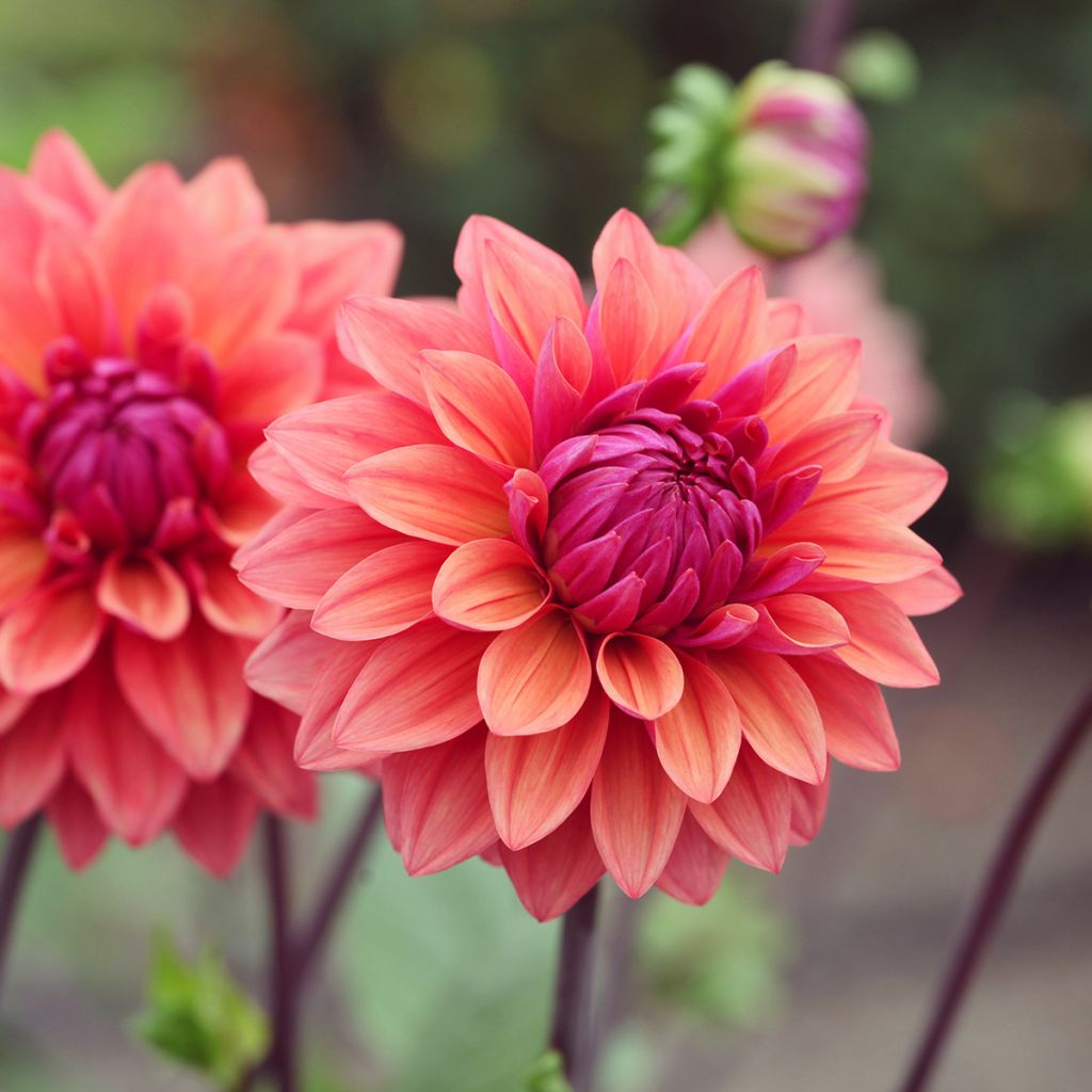 Dahlia American Dawn - decoratieve dahlia