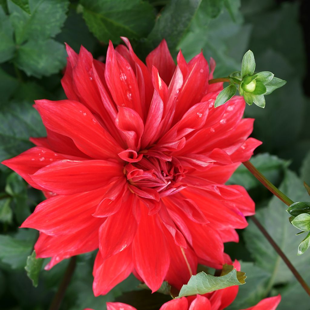 Dahlia Babylon - decoratieve dahlia rood
