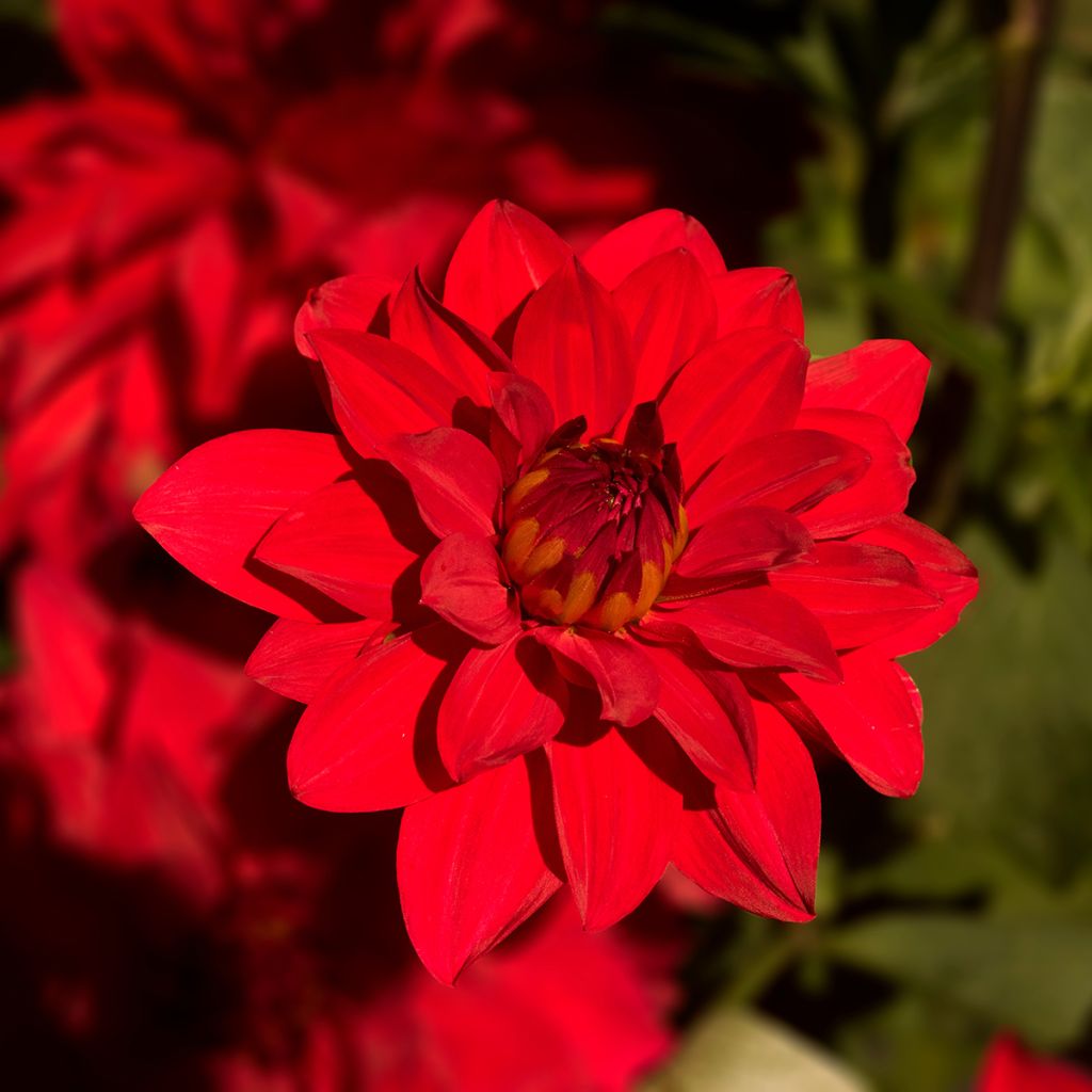 Dahlia Babylon - decoratieve dahlia rood