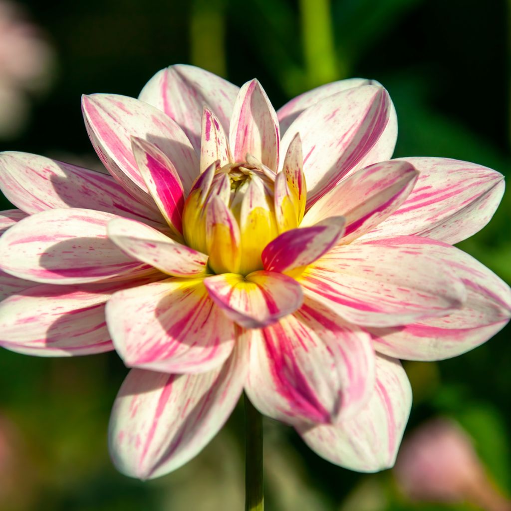 Dahlia Bonesta - decoratieve dahlia