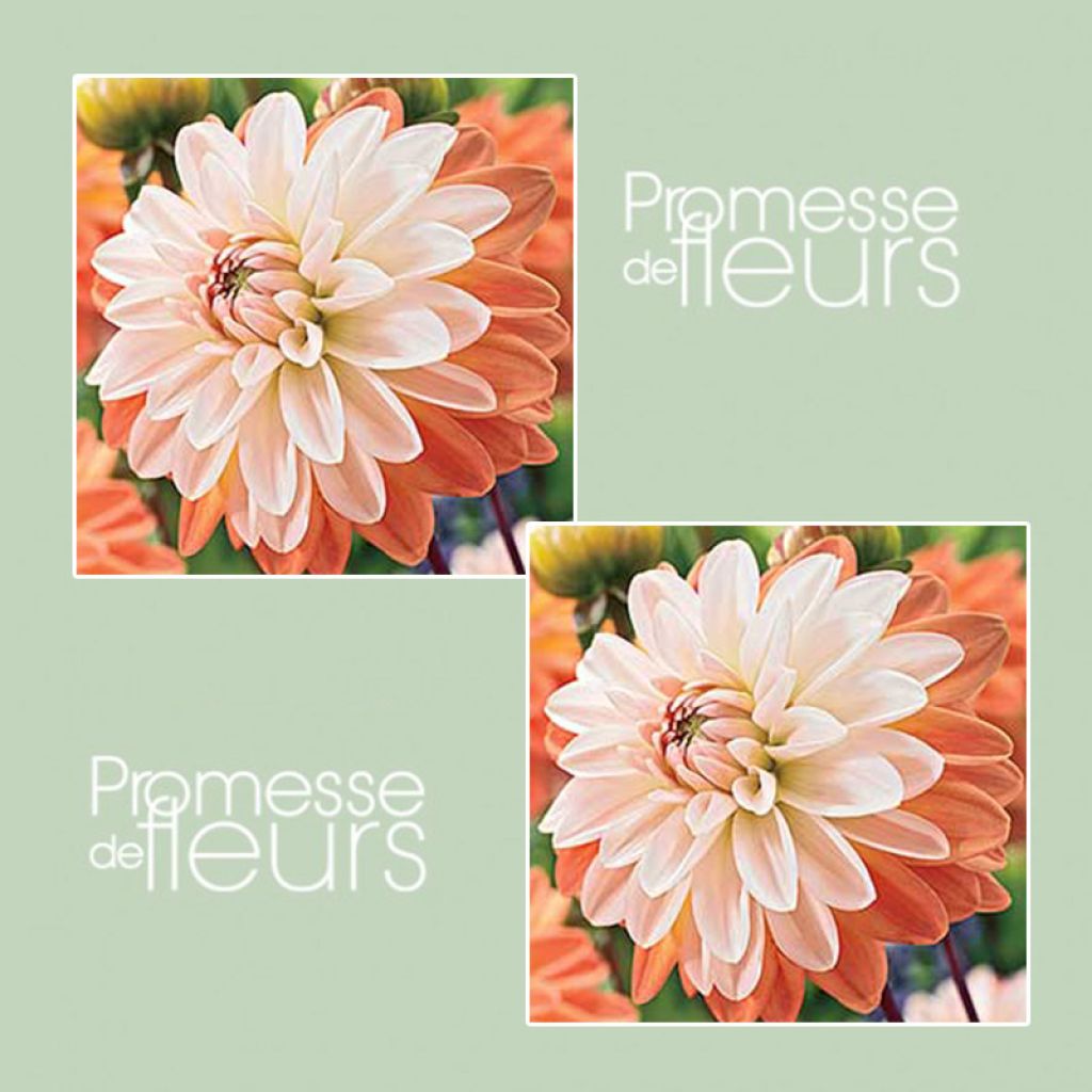 Dahlia décoratif Coup de Soleil