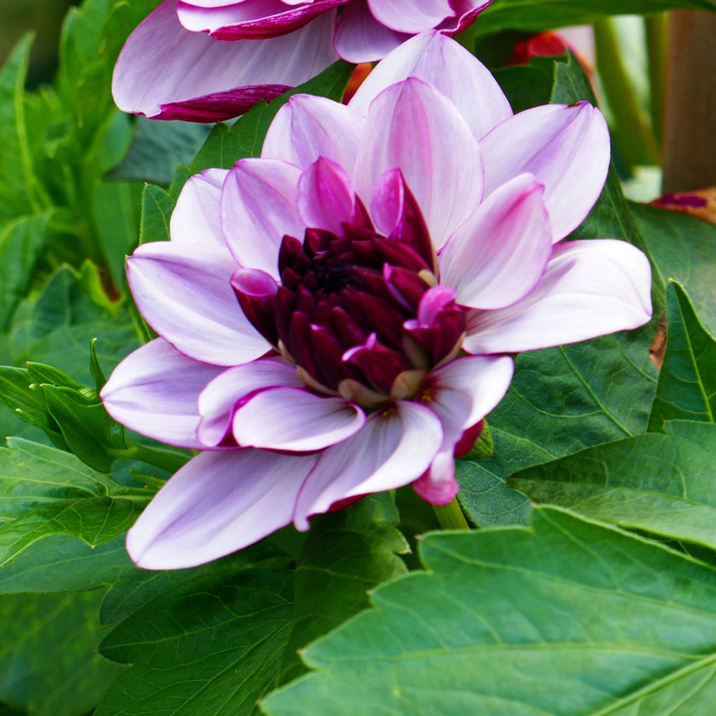 Dahlia Creme de Cassis - decoratieve dahlia
