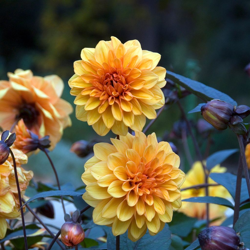 Dahlia David Howard - decoratieve dahlia