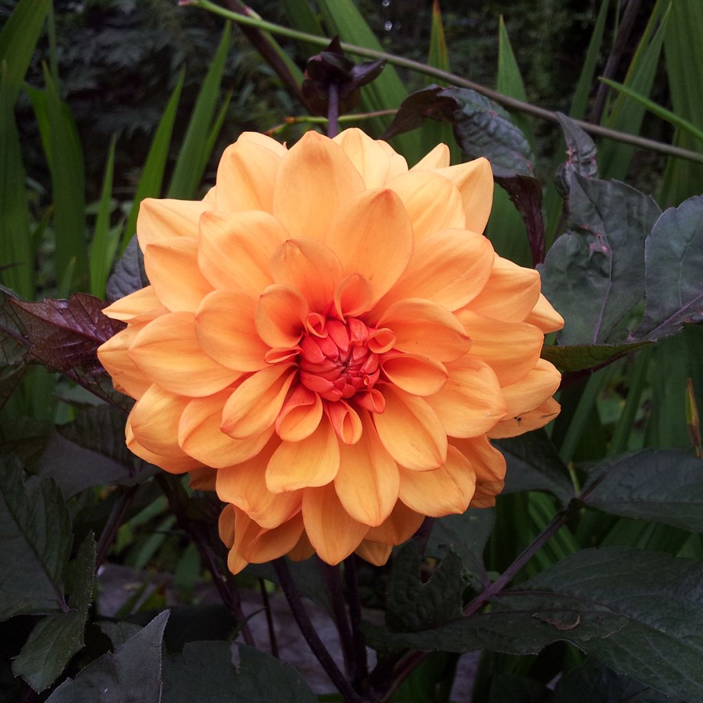 Dahlia David Howard - decoratieve dahlia