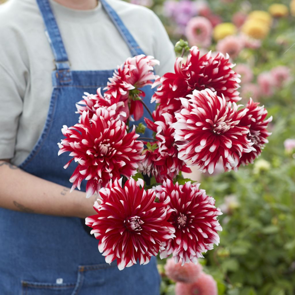 Dahlia Davos - decoratieve dahlia