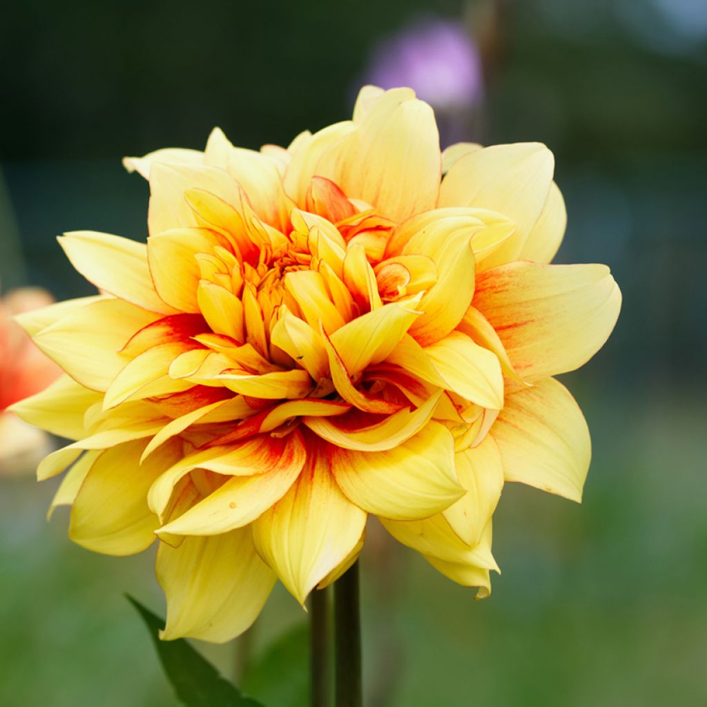 Dahlia Dazzling Sun - decoratieve dahlia