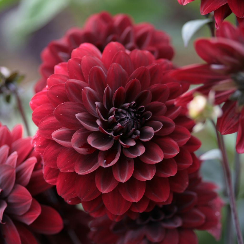 Dahlia Karma Choc - decoratieve dahlia