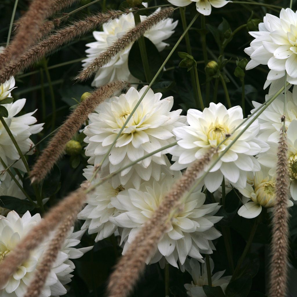 Dahlia Karma Maarten Zwaan - decoratieve dahlia