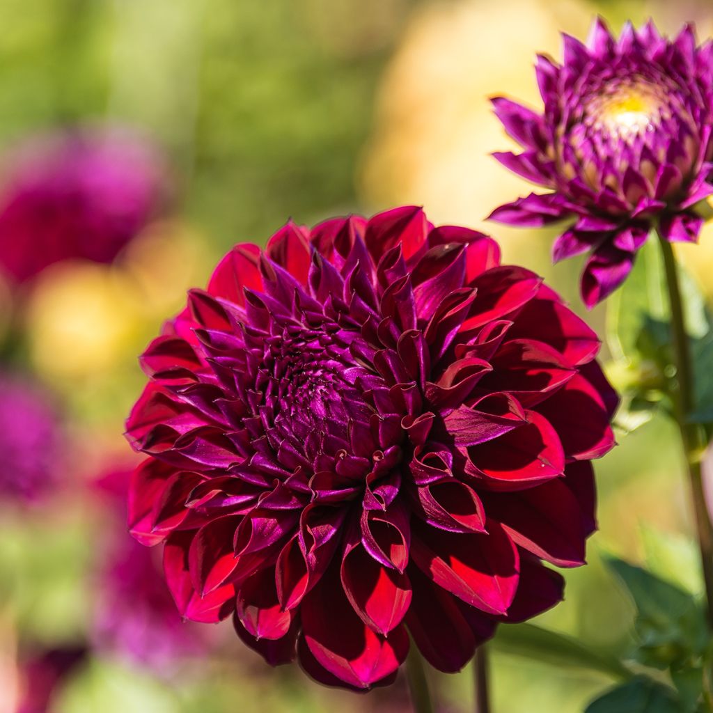 Dahlia Le Baron - decoratieve dahlia