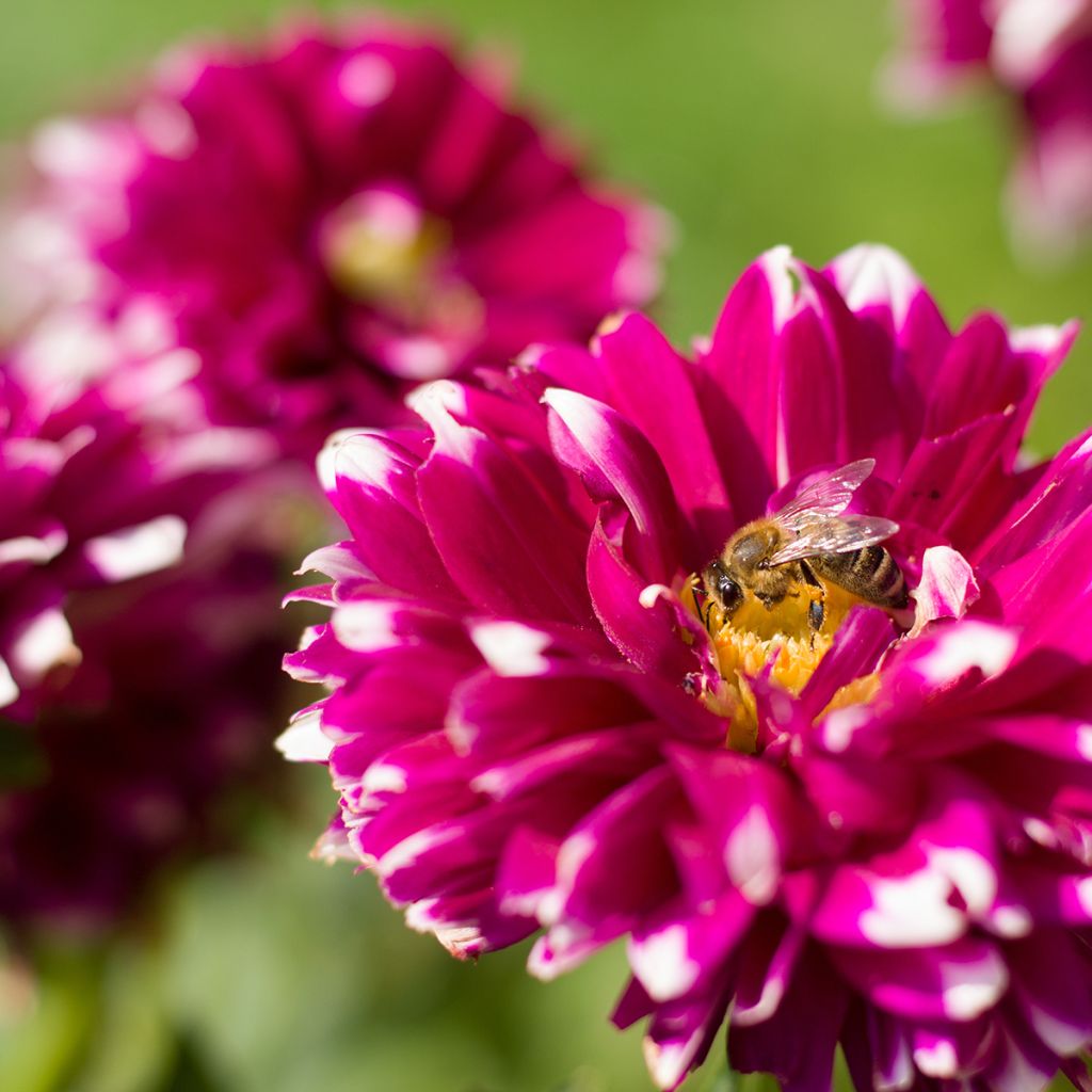 Dahlia Mystery Day - decoratieve dahlia