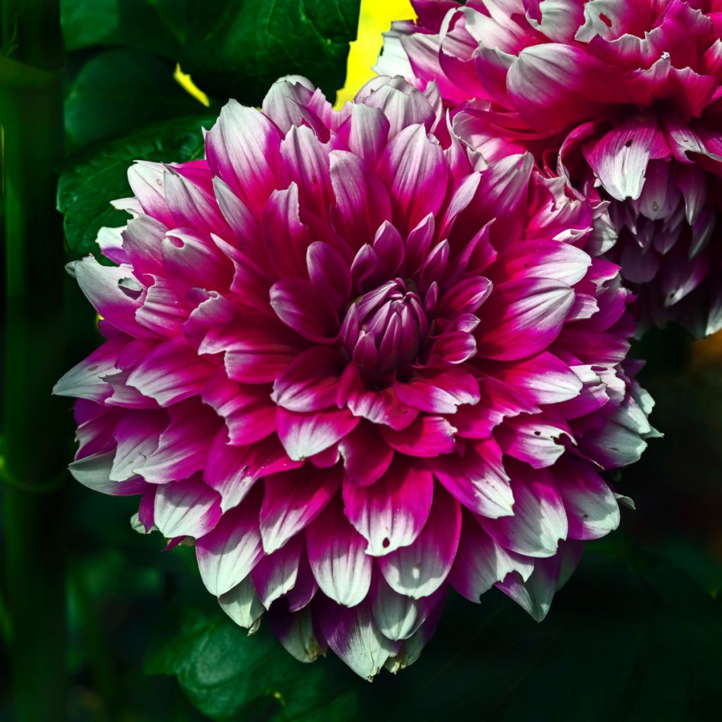 Dahlia Mystery Day - decoratieve dahlia