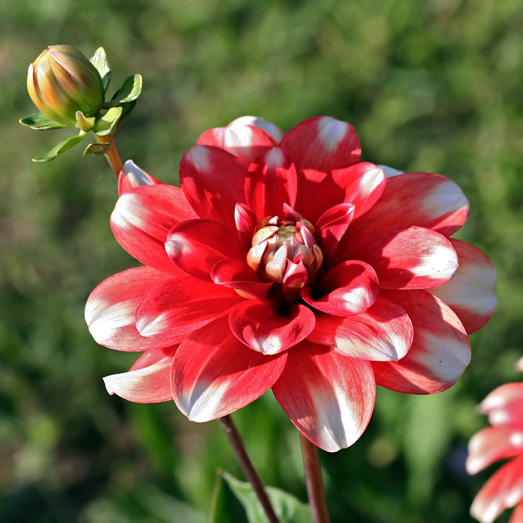 Dahlia Nagano - decoratieve dahlia