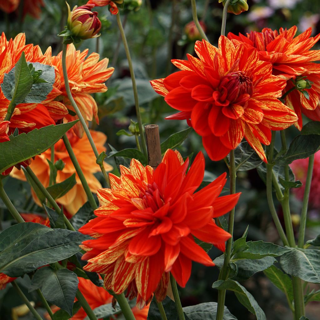 Dahlia Neo - decoratieve dahlia