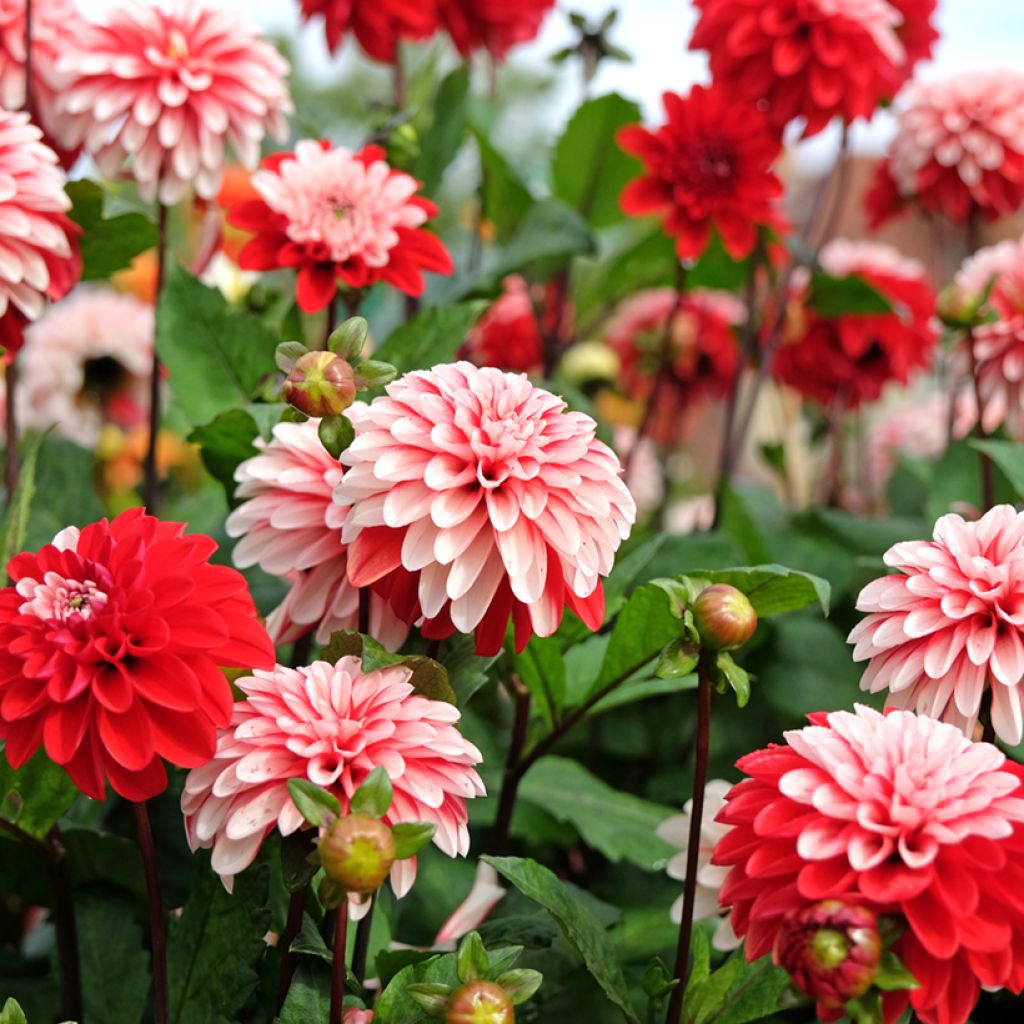 Dahlia Pacific Time - decoratieve dahlia