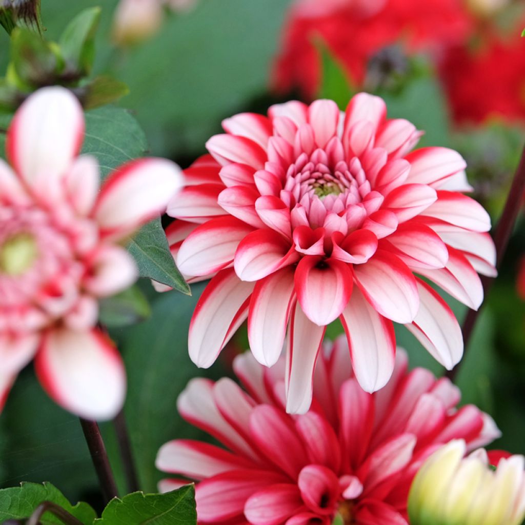 Dahlia Pacific Time - decoratieve dahlia