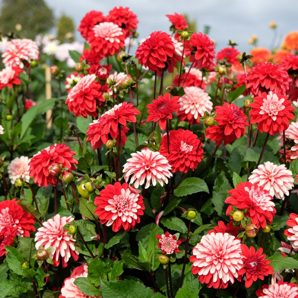 Dahlia Pacific Time - decoratieve dahlia