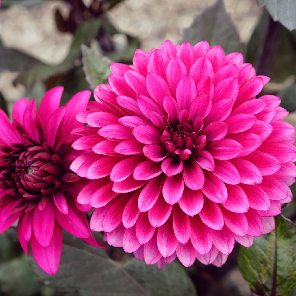 Dahlia Purple Flame - decoratieve dahlia