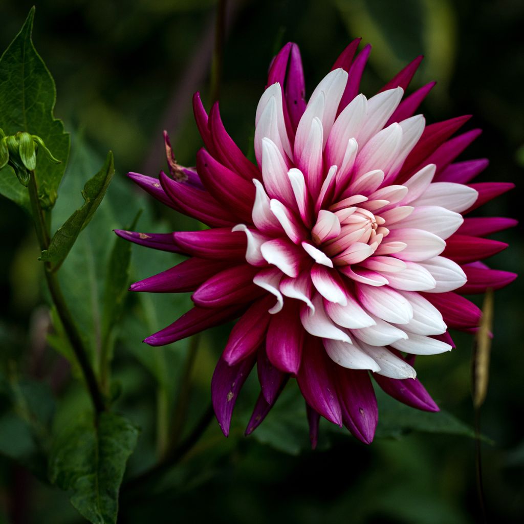 Dahlia Rebecca s World - decoratieve dahlia