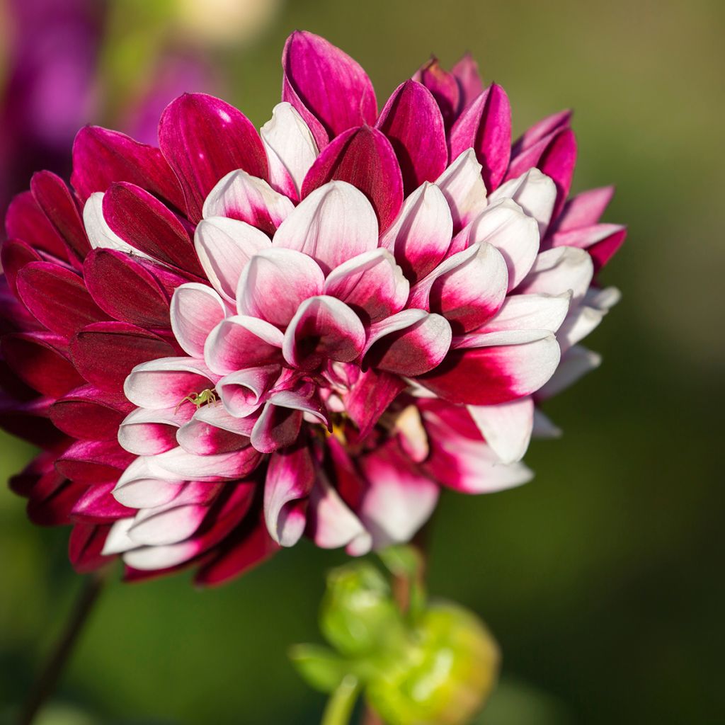 Dahlia Rebecca s World - decoratieve dahlia