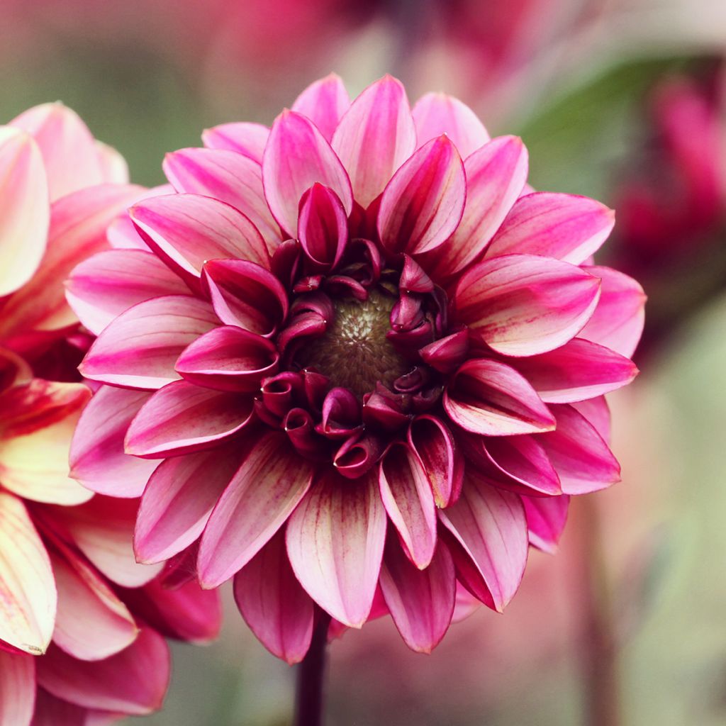 Dahlia Seniors Hope - decoratieve dahlia