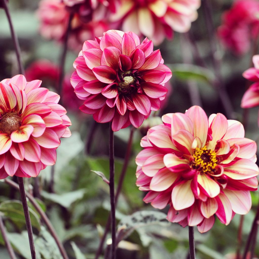 Dahlia Seniors Hope - decoratieve dahlia