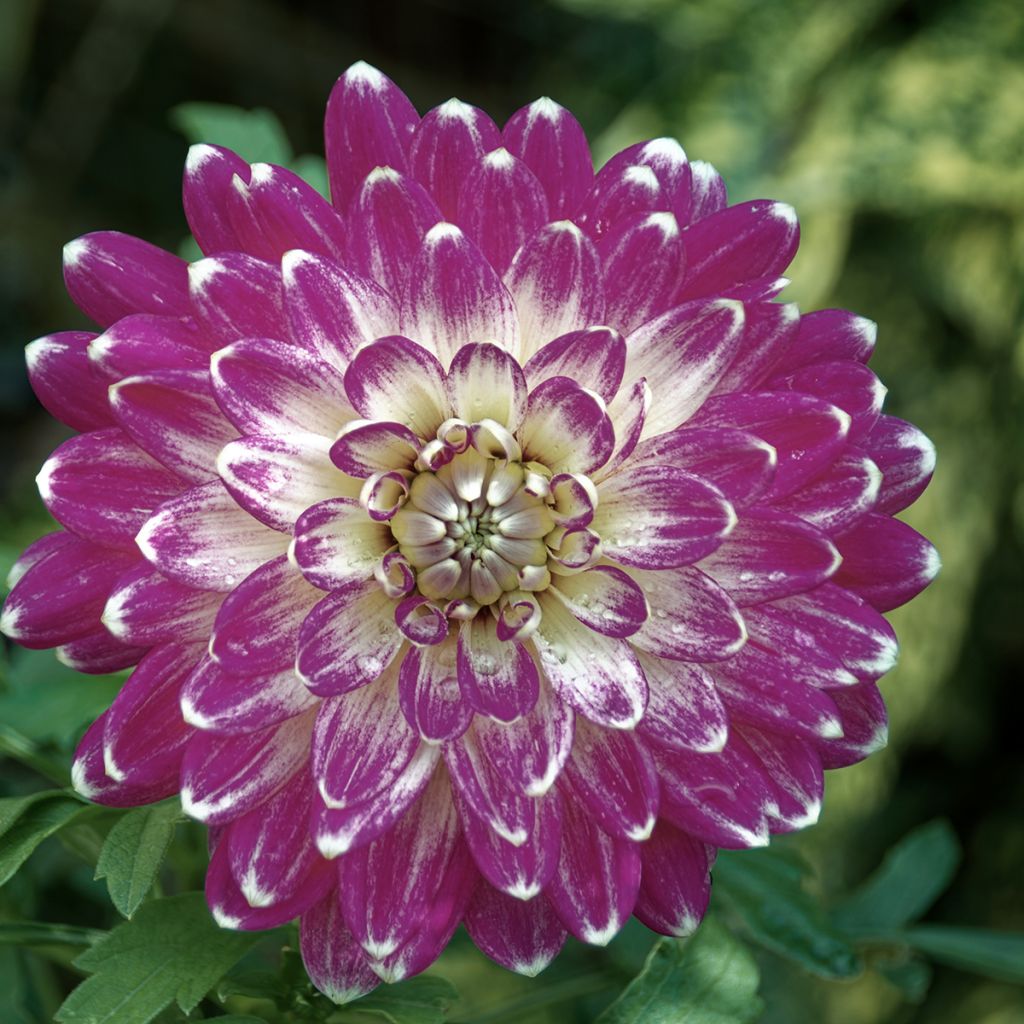 Dahlia Vancouver - decoratieve dahlia