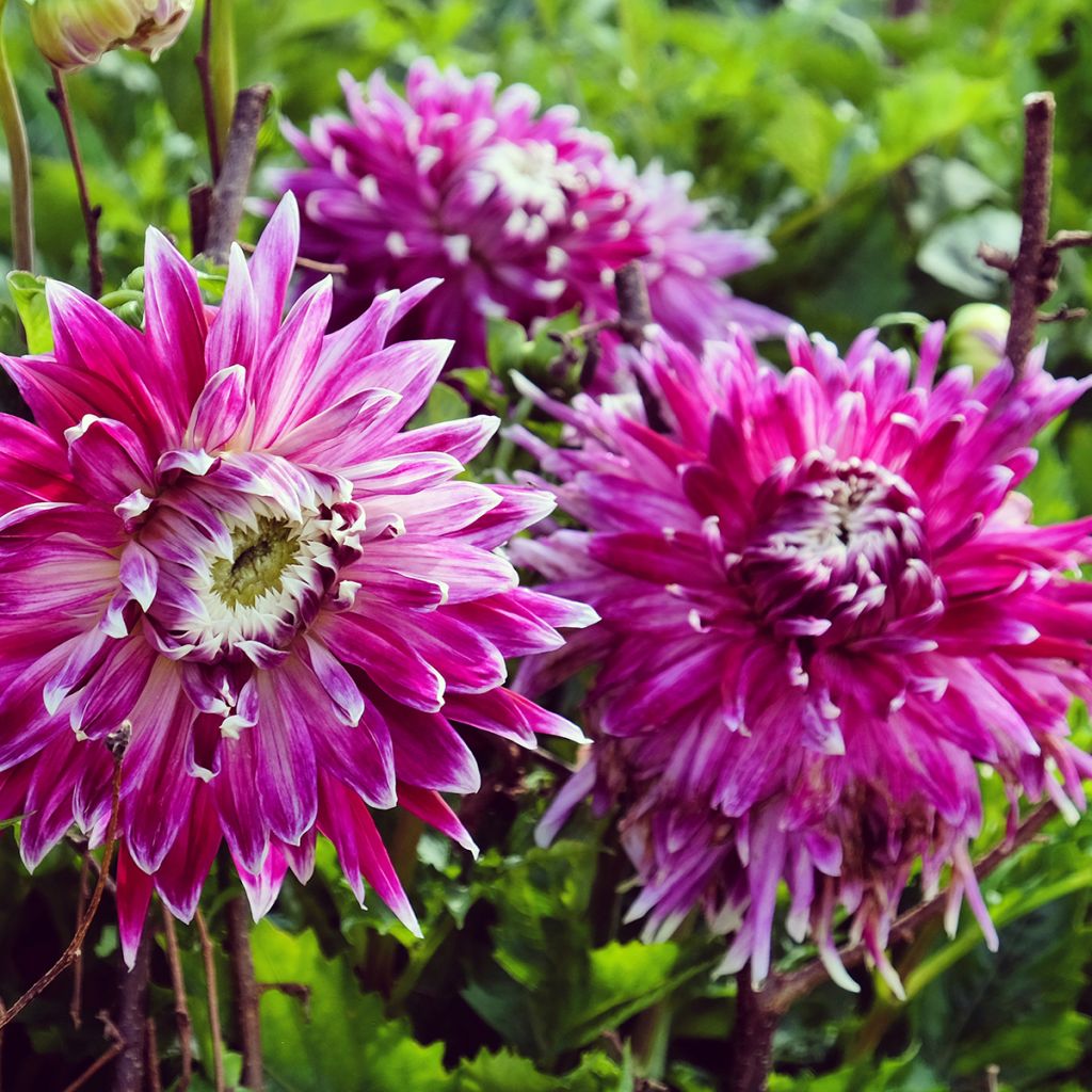 Dahlia Vancouver - decoratieve dahlia