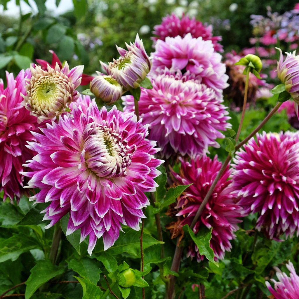 Dahlia Vancouver - decoratieve dahlia