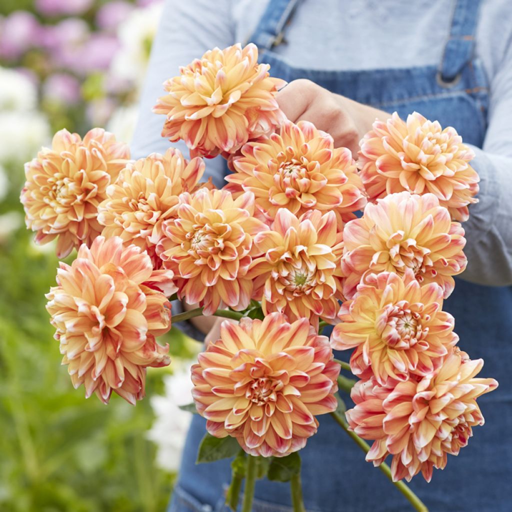 Dahlia Hapet Harmony - decoratieve dahlia