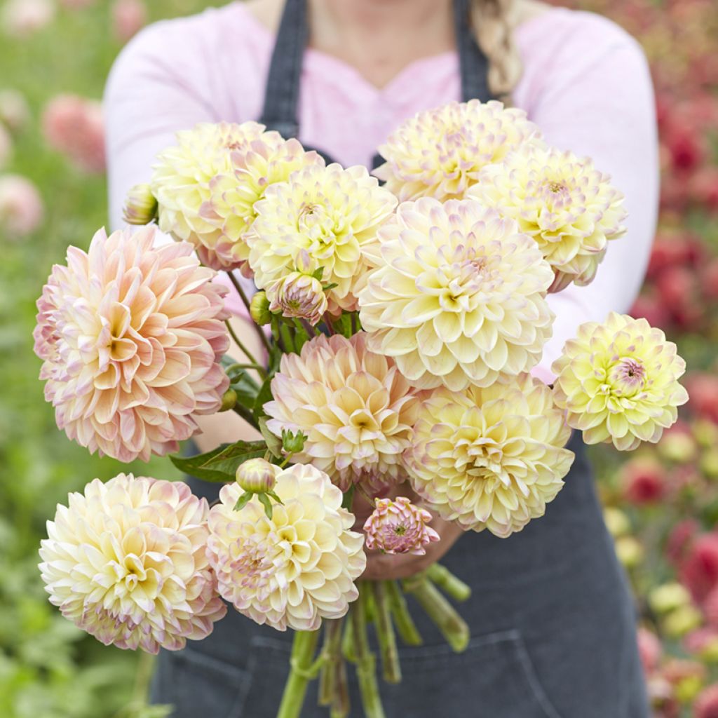 Dahlia Hapet Pastel - decoratieve dahlia