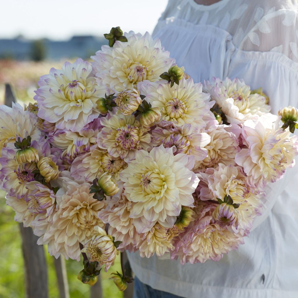 Dahlia Masterclass - decoratieve dahlia