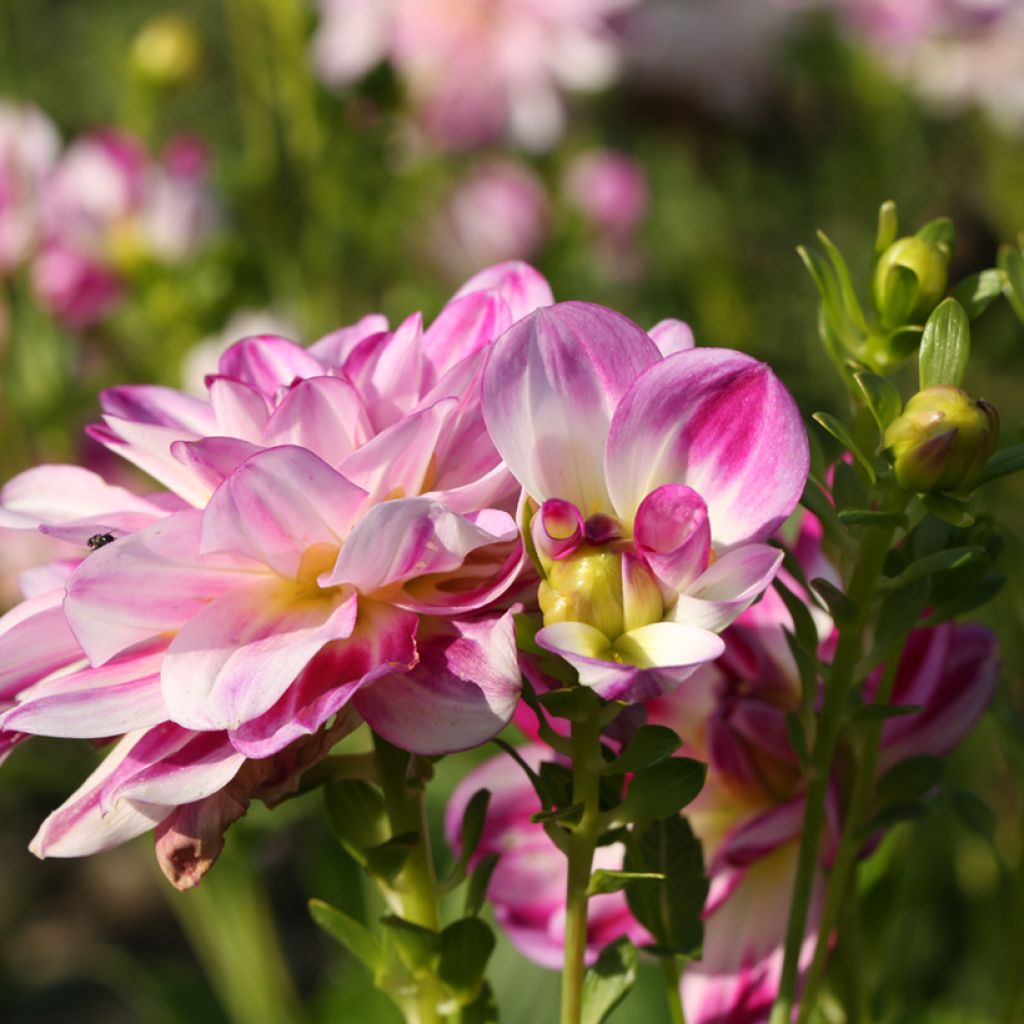 Dahlia Saint Martin - decoratieve dahlia