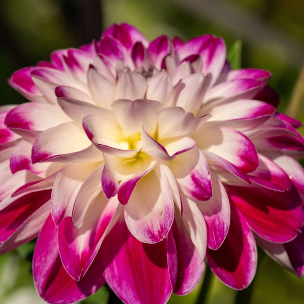 Dahlia Saint Martin - decoratieve dahlia