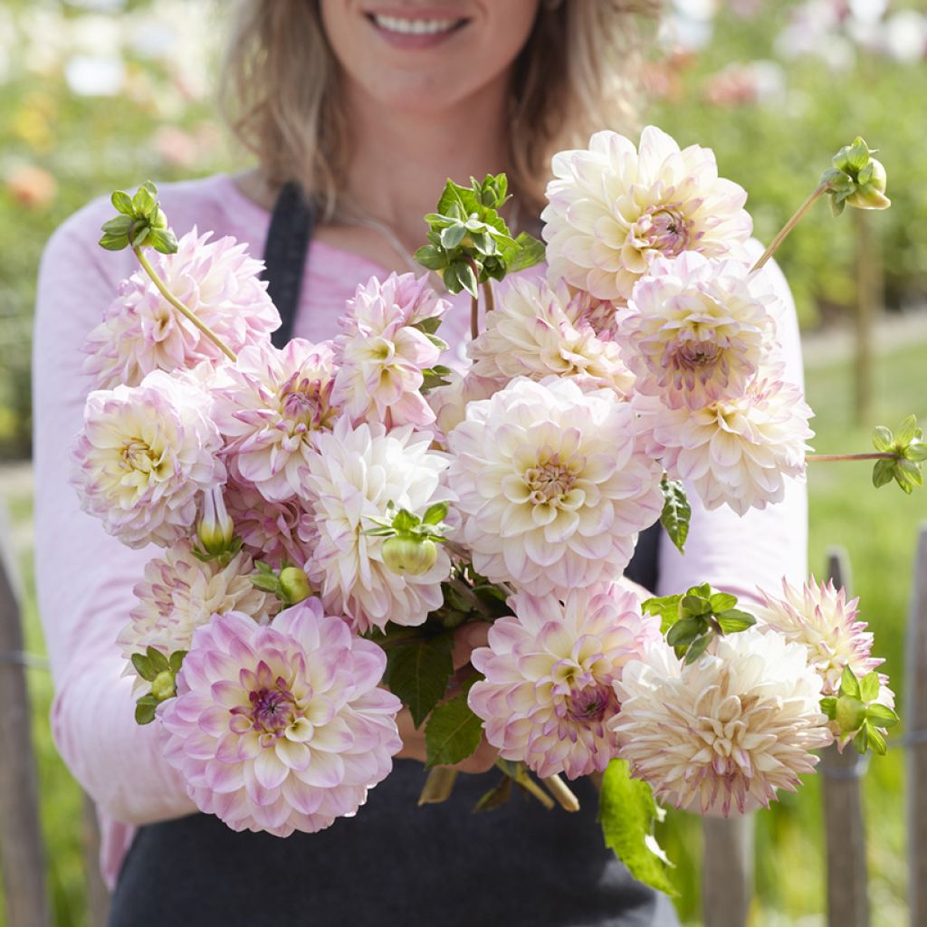 Dahlia Sturm Kika - decoratieve dahlia