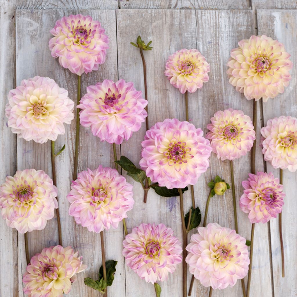 Dahlia Sturm Kika - decoratieve dahlia