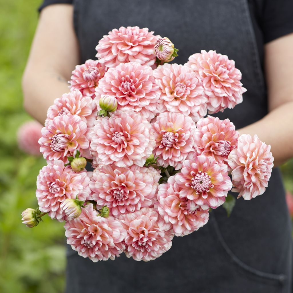 Dahlia Trustfull - decoratieve dahlia