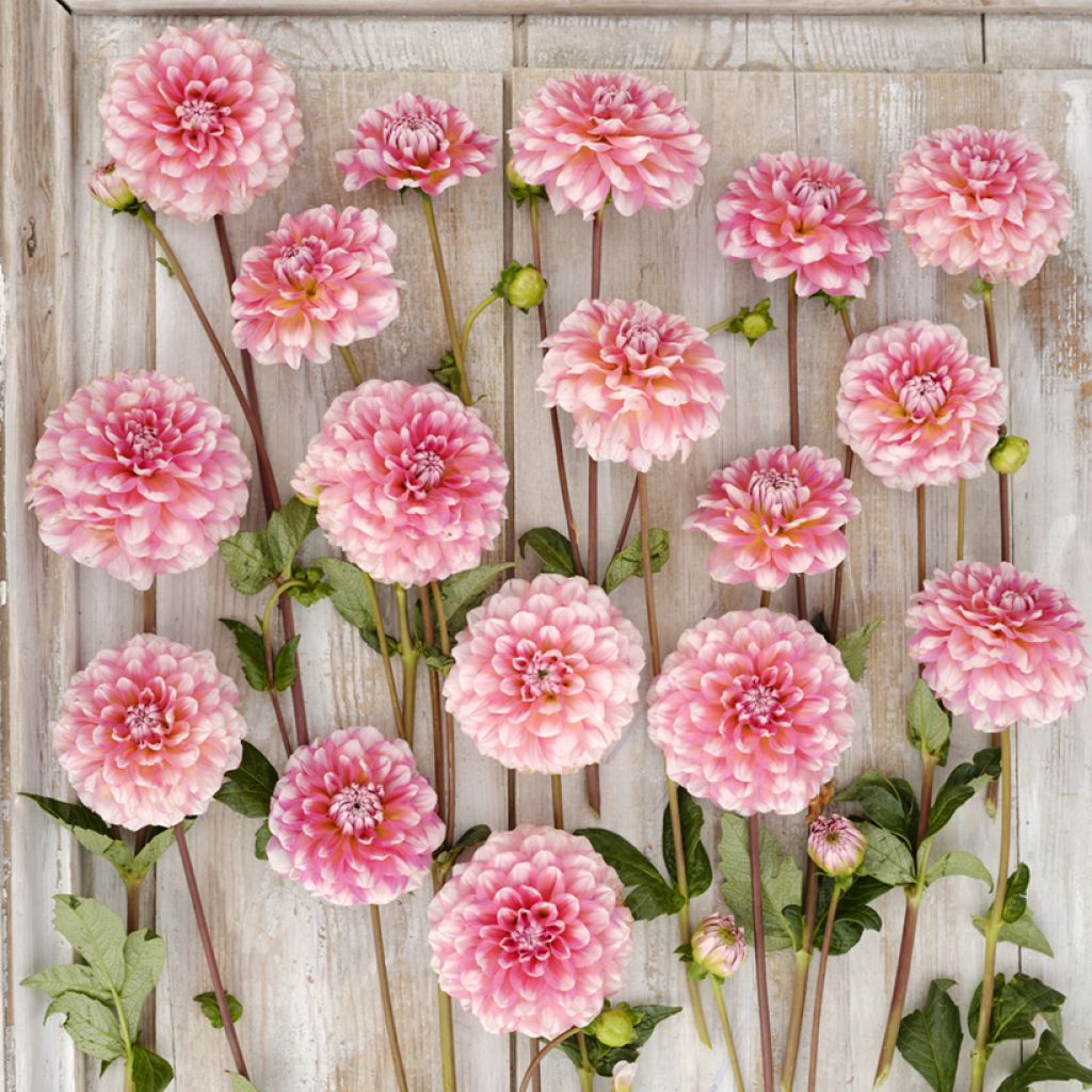 Dahlia Trustfull - decoratieve dahlia